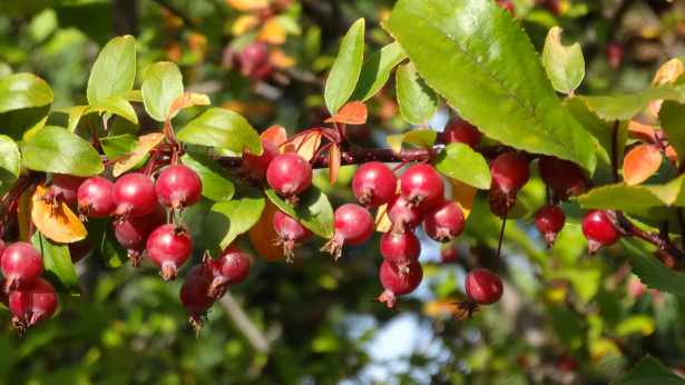 crabapple-193676_1920