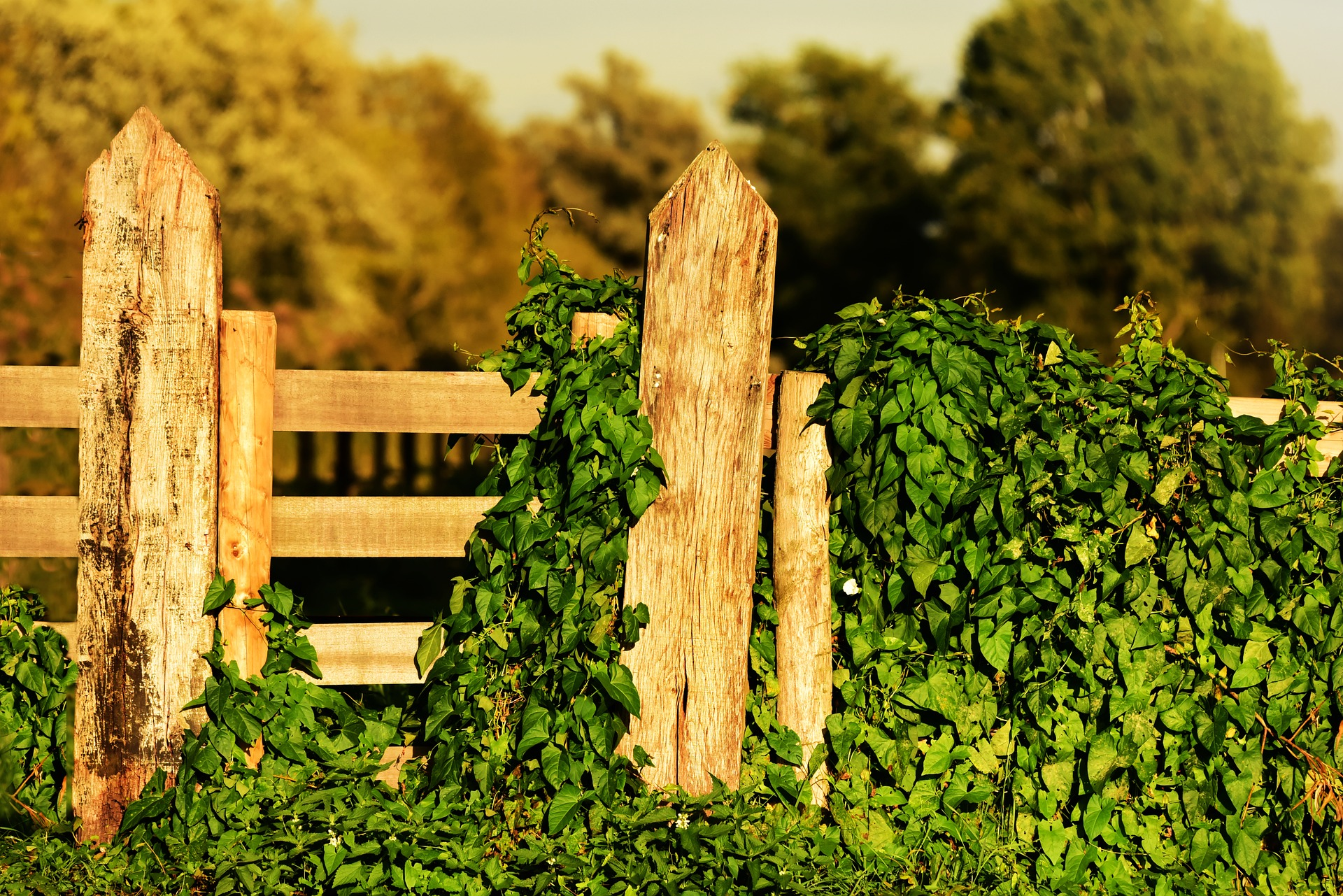 wooden-gate-3682960_1920