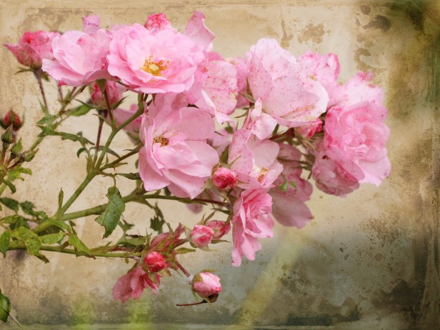 THISCROPPEDGRUNGE2rosebunchdlv